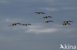 Brandgans (Branta leucopsis)