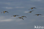 Brandgans (Branta leucopsis)