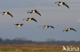 Brandgans (Branta leucopsis)