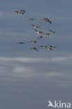 Brandgans (Branta leucopsis)