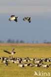 Brandgans (Branta leucopsis)