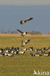 Brandgans (Branta leucopsis)