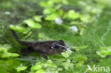 Bruine kikker (Rana temporaria)