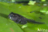 Bruine kikker (Rana temporaria)