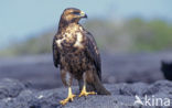 Galapagosbuizerd (Buteo galapagoensis) 