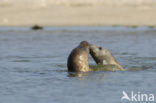 Gewone zeehond (Phoca vitulina) 