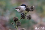 Glanskop (Parus palustris)