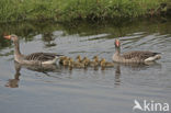 Grauwe Gans (Anser anser)