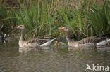 Grauwe Gans (Anser anser)