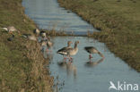 Grauwe Gans (Anser anser)