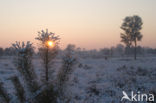 Grove den (Pinus sylvestris)