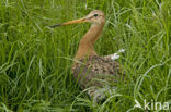 Grutto (Limosa limosa) 