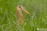 Grutto (Limosa limosa) 