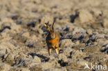 Haas (Lepus europaeus)