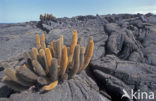 Lavacactus (Brachycereus nesioticus) 