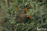 Merel (Turdus merula)