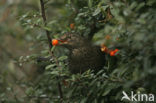 Merel (Turdus merula)