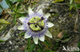 Passiebloem (Passiflora spec.)