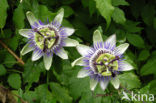 Passiebloem (Passiflora spec.)