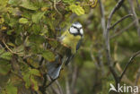 Pimpelmees (Parus caeruleus)