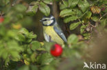 Pimpelmees (Parus caeruleus)