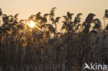 Riet (Phragmites australis)