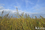 Riet (Phragmites australis)