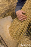 Riet (Phragmites australis)