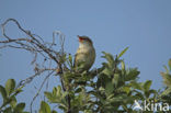 Rietzanger (Acrocephalus schoenobaenus)