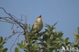 Rietzanger (Acrocephalus schoenobaenus)