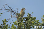 Rietzanger (Acrocephalus schoenobaenus)