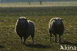 Schaap (Ovis domesticus)