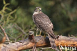 Sperwer (Accipiter nisus)