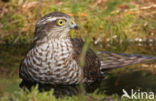 Sperwer (Accipiter nisus)