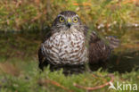 Sperwer (Accipiter nisus)