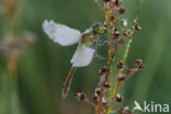 Steenrode heidelibel (Sympetrum vulgatum)