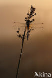 Steenrode heidelibel (Sympetrum vulgatum)