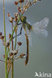 Steenrode heidelibel (Sympetrum vulgatum)