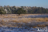 Uffelter binnenveld