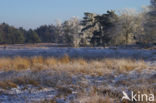 Uffelter binnenveld