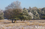 Uffelter binnenveld