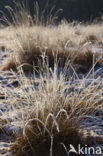 Uffelter binnenveld