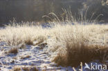 Uffelter binnenveld