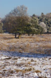 Uffelter binnenveld