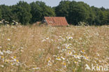 Valse kamille (Anthemis arvensis) 