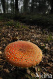 Vliegenzwam (Amanita muscaria)