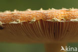 Vliegenzwam (Amanita muscaria)