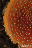 Vliegenzwam (Amanita muscaria)