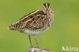 Watersnip (Gallinago gallinago) 