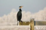 Aalscholver (Phalacrocorax carbo)